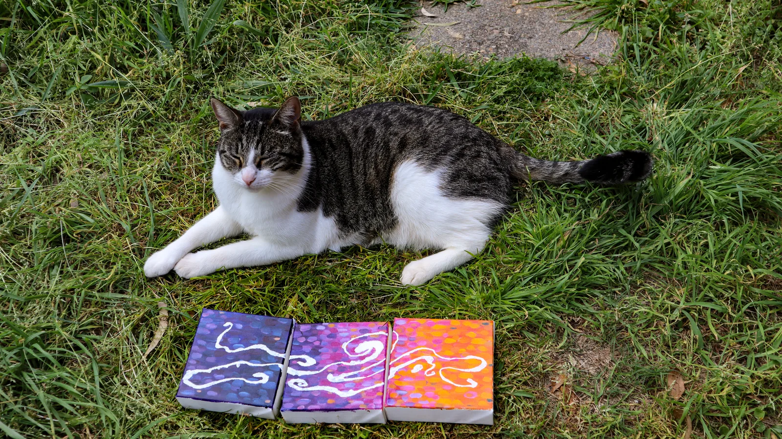 Monty the cat with the three Rhythm of Success canvases